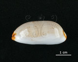 中文名:雨絲寶螺(004324-00096)學名:Cypraea isabella Linnaeus, 1758(004324-00096)