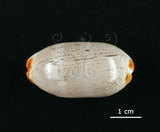 中文名:雨絲寶螺(004324-00096)學名:Cypraea isabella Linnaeus, 1758(004324-00096)