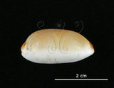 中文名:雨絲寶螺(004324-00117)學名:Cypraea isabella Linnaeus, 1758(004324-00117)