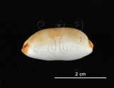 中文名:雨絲寶螺(004324-00117)學名:Cypraea isabella Linnaeus, 1758(004324-00117)