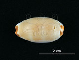 中文名:雨絲寶螺(004324-00117)學名:Cypraea isabella Linnaeus, 1758(004324-00117)