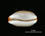 中文名:雨絲寶螺(004324-00117)學名:Cypraea isabella Linnaeus, 1758(004324-00117)