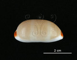 中文名:雨絲寶螺(004324-00117)學名:Cypraea isabella Linnaeus, 1758(004324-00117)