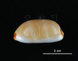 中文名:雨絲寶螺(004324-00117)學名:Cypraea isabella Linnaeus, 1758(004324-00117)