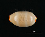 中文名:雨絲寶螺(004324-00117)學名:Cypraea isabella Linnaeus, 1758(004324-00117)