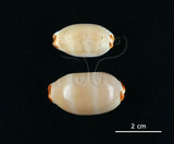 中文名:雨絲寶螺(004324-00117)學名:Cypraea isabella Linnaeus, 1758(004324-00117)