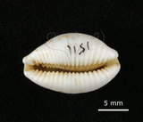 中文名:肥熊寶螺(002368-00404)學名:Cypraea ursellus Gmelin, 1791(002368-00404)