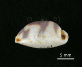 中文名:肥熊寶螺(002368-00404)學名:Cypraea ursellus Gmelin, 1791(002368-00404)