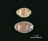 中文名:肥熊寶螺(002368-00405)學名:Cypraea ursellus Gmelin, 1791(002368-00405)