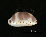 中文名:肥熊寶螺(002368-00406)學名:Cypraea ursellus Gmelin, 1791(002368-00406)