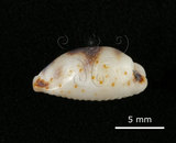 中文名:肥熊寶螺(002672-00164)學名:Cypraea ursellus Gmelin, 1791(002672-00164)