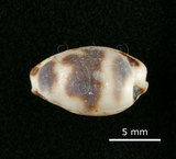 中文名:肥熊寶螺(002672-00164)學名:Cypraea ursellus Gmelin, 1791(002672-00164)