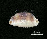 中文名:肥熊寶螺(002672-00165)學名:Cypraea ursellus Gmelin, 1791(002672-00165)