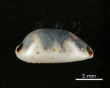 中文名:肥熊寶螺(003276-00041)學名:Cypraea ursellus Gmelin, 1791(003276-00041)