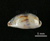 中文名:肥熊寶螺(003276-00041)學名:Cypraea ursellus Gmelin, 1791(003276-00041)