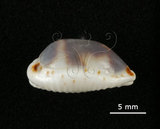 中文名:肥熊寶螺(003832-00017)學名:Cypraea ursellus Gmelin, 1791(003832-00017)