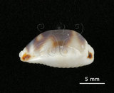 中文名:肥熊寶螺(003832-00017)學名:Cypraea ursellus Gmelin, 1791(003832-00017)