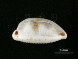 中文名:肥熊寶螺(004962-00050)學名:Cypraea ursellus Gmelin, 1791(004962-00050)
