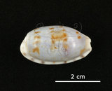 中文名:黑痣寶螺(002368-00395)學名:Cypraea teres Gmelin, 1791(002368-00395)