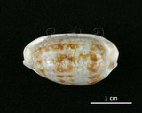 中文名:黑痣寶螺(002368-00396)學名:Cypraea teres Gmelin, 1791(002368-00396)