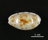 中文名:黑痣寶螺(003821-00016)學名:Cypraea teres Gmelin, 1791(003821-00016)