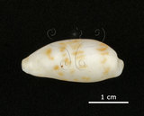 中文名:黑痣寶螺(004611-00088)學名:Cypraea teres Gmelin, 1791(004611-00088)