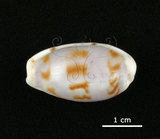 中文名:黑痣寶螺(004800-00078)學名:Cypraea teres Gmelin, 1791(004800-00078)