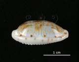 中文名:黑痣寶螺(005750-00028)學名:Cypraea teres Gmelin, 1791(005750-00028)