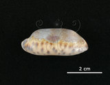 中文名:網目寶螺(004656-00004)學名:Cypraea scurra Gmelin, 1791(004656-00004)