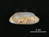 中文名:網目寶螺(004656-00004)學名:Cypraea scurra Gmelin, 1791(004656-00004)