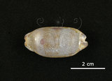 中文名:網目寶螺(004656-00004)學名:Cypraea scurra Gmelin, 1791(004656-00004)