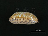 中文名:網目寶螺(005814-00031)學名:Cypraea scurra Gmelin, 1791(005814-00031)