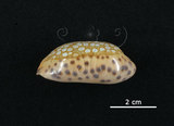 中文名:網目寶螺(005814-00031)學名:Cypraea scurra Gmelin, 1791(005814-00031)