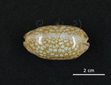 中文名:網目寶螺(005814-00031)學名:Cypraea scurra Gmelin, 1791(005814-00031)