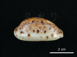 中文名:山貓寶螺(001737-00090)學名:Cypraea lynx Linnaeus, 1758(001737-00090)