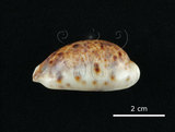 中文名:山貓寶螺(001737-00090)學名:Cypraea lynx Linnaeus, 1758(001737-00090)