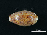 中文名:山貓寶螺(001737-00090)學名:Cypraea lynx Linnaeus, 1758(001737-00090)