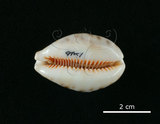 中文名:山貓寶螺(001737-00090)學名:Cypraea lynx Linnaeus, 1758(001737-00090)