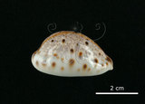 中文名:山貓寶螺(001737-00090)學名:Cypraea lynx Linnaeus, 1758(001737-00090)