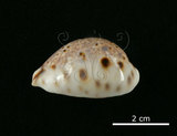 中文名:山貓寶螺(001737-00090)學名:Cypraea lynx Linnaeus, 1758(001737-00090)