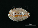 中文名:山貓寶螺(001737-00090)學名:Cypraea lynx Linnaeus, 1758(001737-00090)