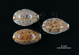 中文名:山貓寶螺(001737-00090)學名:Cypraea lynx Linnaeus, 1758(001737-00090)