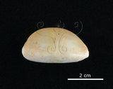 中文名:山貓寶螺(002119-00050)學名:Cypraea lynx Linnaeus, 1758(002119-00050)