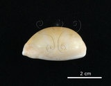 中文名:山貓寶螺(002119-00050)學名:Cypraea lynx Linnaeus, 1758(002119-00050)