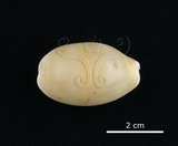 中文名:山貓寶螺(002119-00050)學名:Cypraea lynx Linnaeus, 1758(002119-00050)