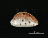 中文名:山貓寶螺(002368-00387)學名:Cypraea lynx Linnaeus, 1758(002368-00387)