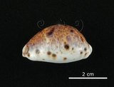 中文名:山貓寶螺(002368-00387)學名:Cypraea lynx Linnaeus, 1758(002368-00387)