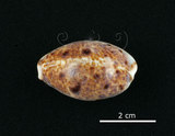 中文名:山貓寶螺(002368-00387)學名:Cypraea lynx Linnaeus, 1758(002368-00387)