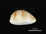 中文名:山貓寶螺(002368-00388)學名:Cypraea lynx Linnaeus, 1758(002368-00388)