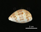 中文名:山貓寶螺(002368-00388)學名:Cypraea lynx Linnaeus, 1758(002368-00388)